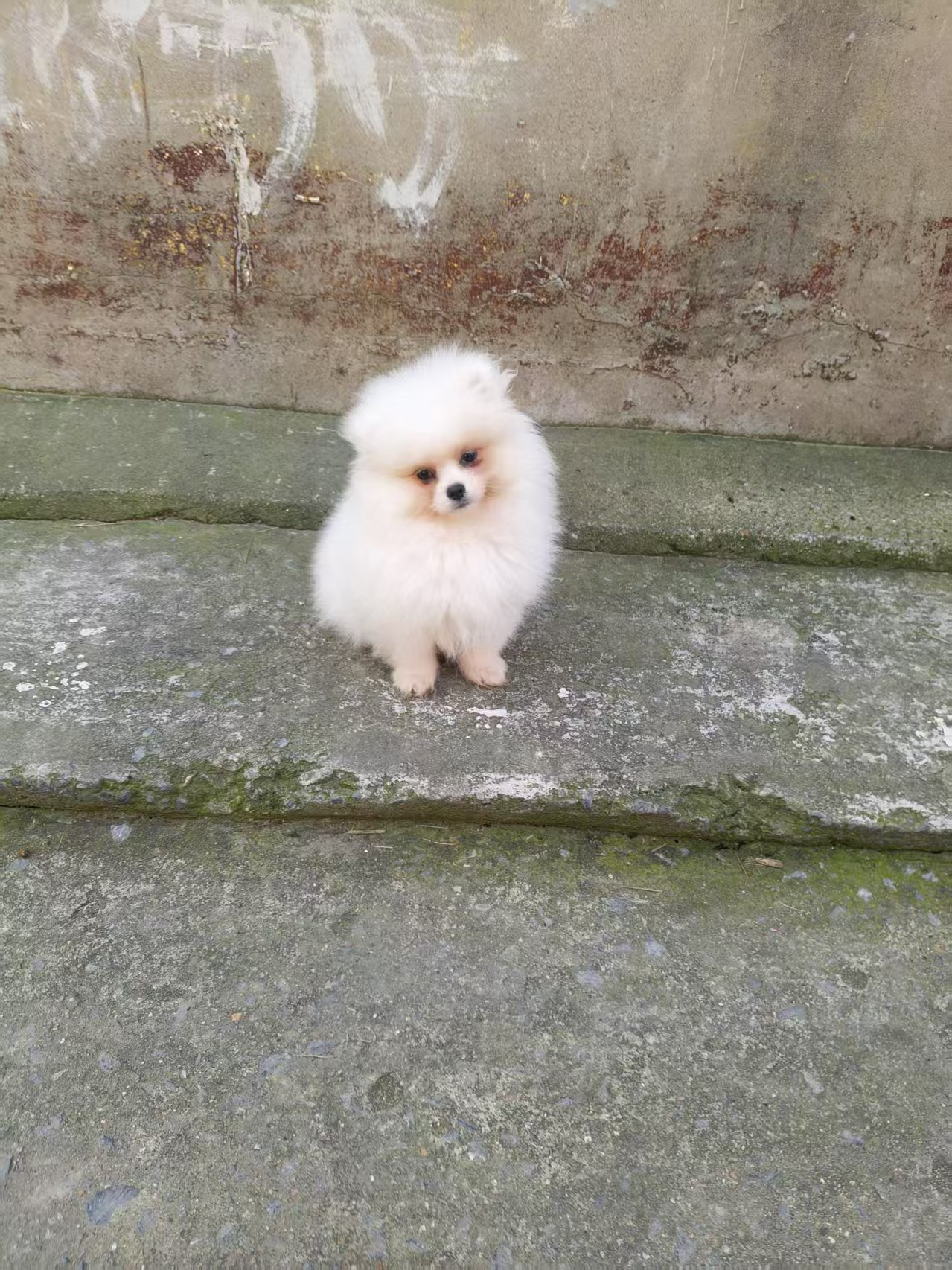 美系圆脸白博美